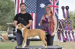 Amstaff OpenShow_3.jpg